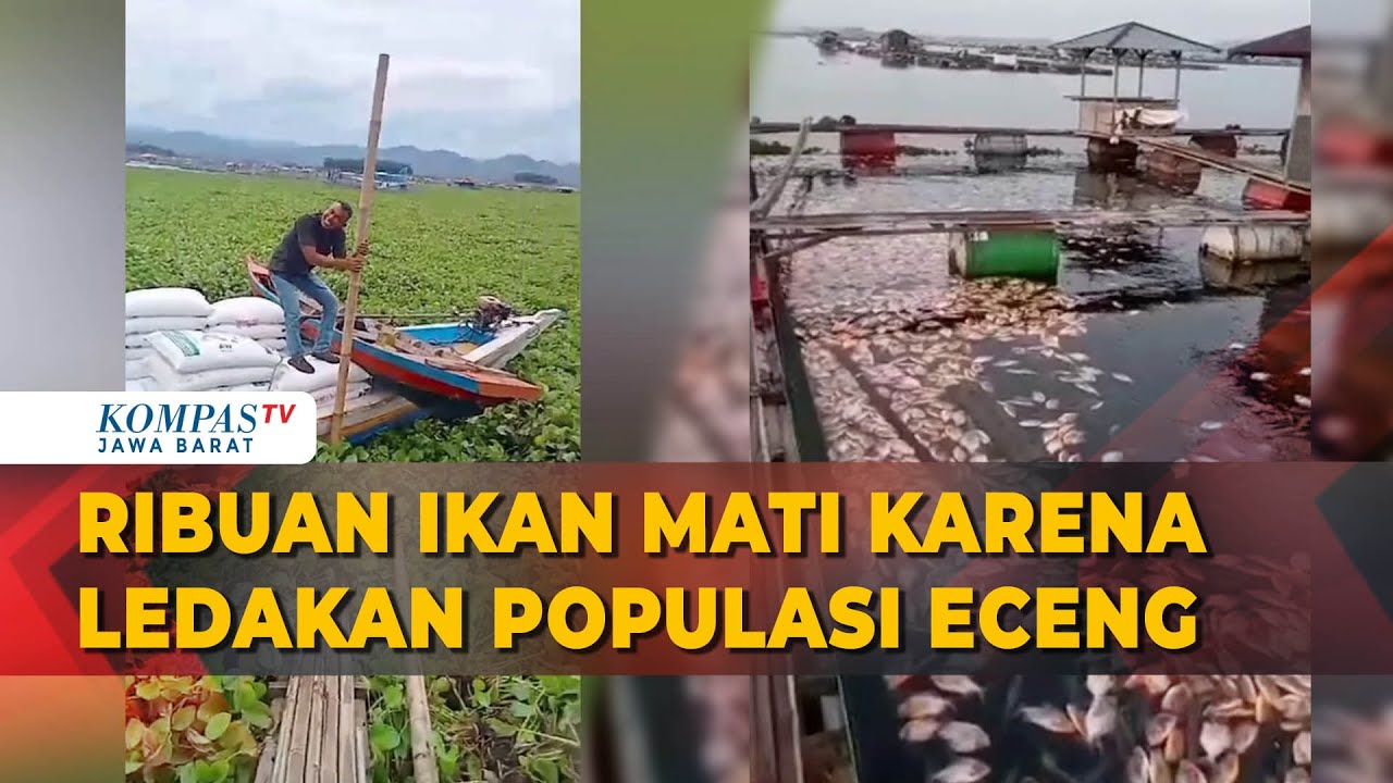 Eceng Gondok Ganggu Jaring Apung Jatiluhur & Cirata