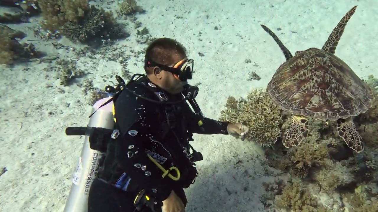 Diving site  Ras Mohammed in Sharm El Sheikh.