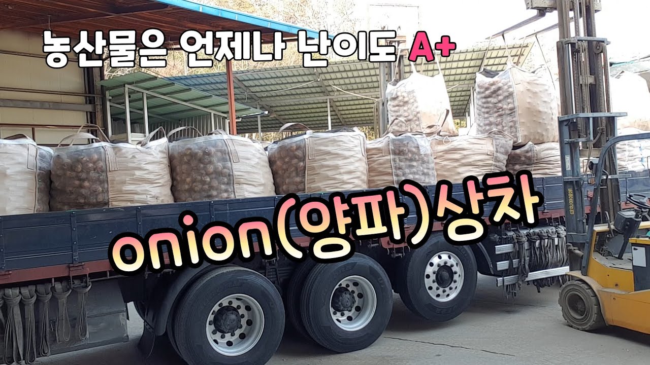 창녕의 농산물 양파-onion상차