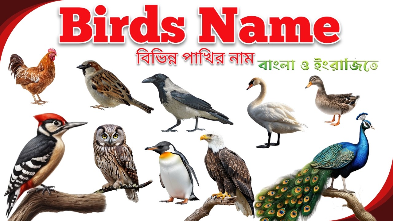 Birds Name | বিভিন্ন পাখির নাম | Birds Name in Bengali to English | পাখির নাম বাংলা এবং ইংরেজিতে