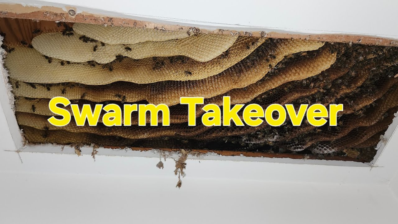Swarm Takeover