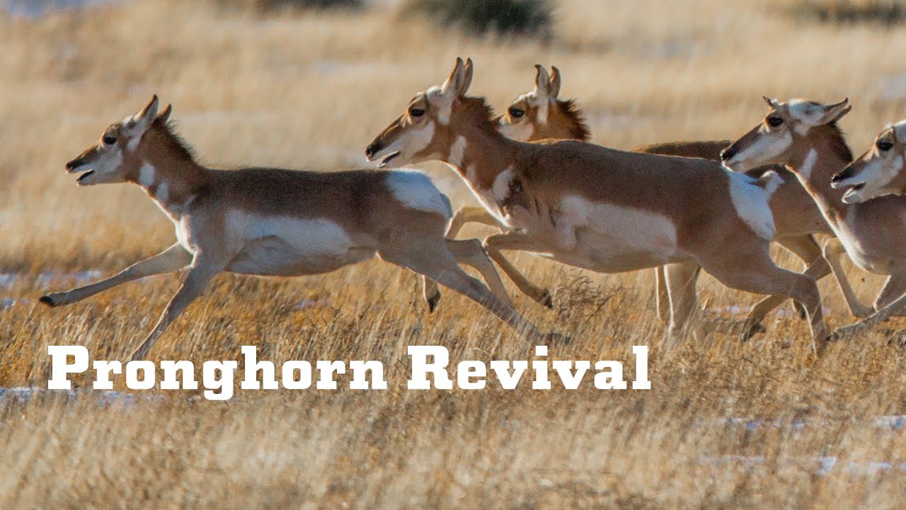 YETI Presents: Pronghorn Revival