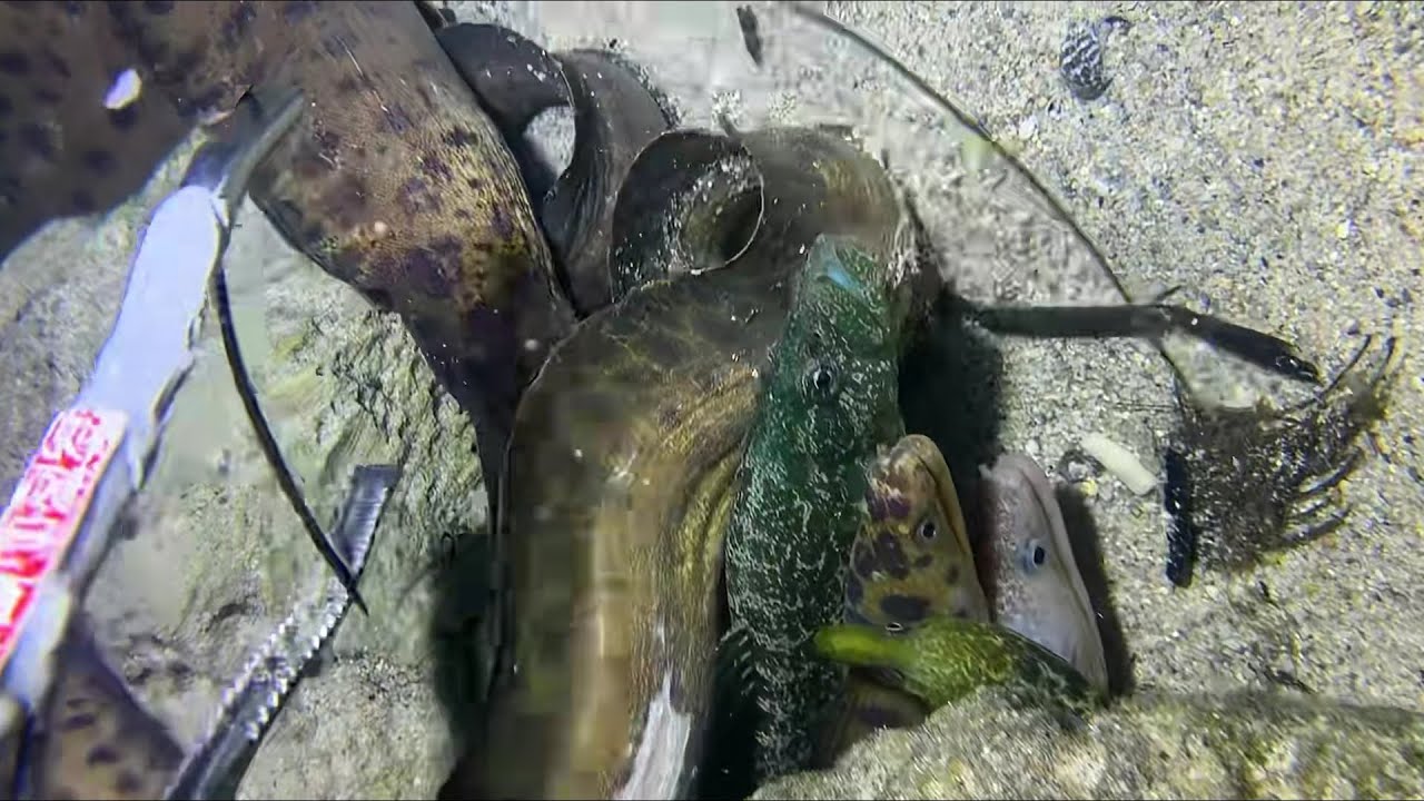 Diving under the sea to catch eels, crabs and sea cucumbers | Part 163-1