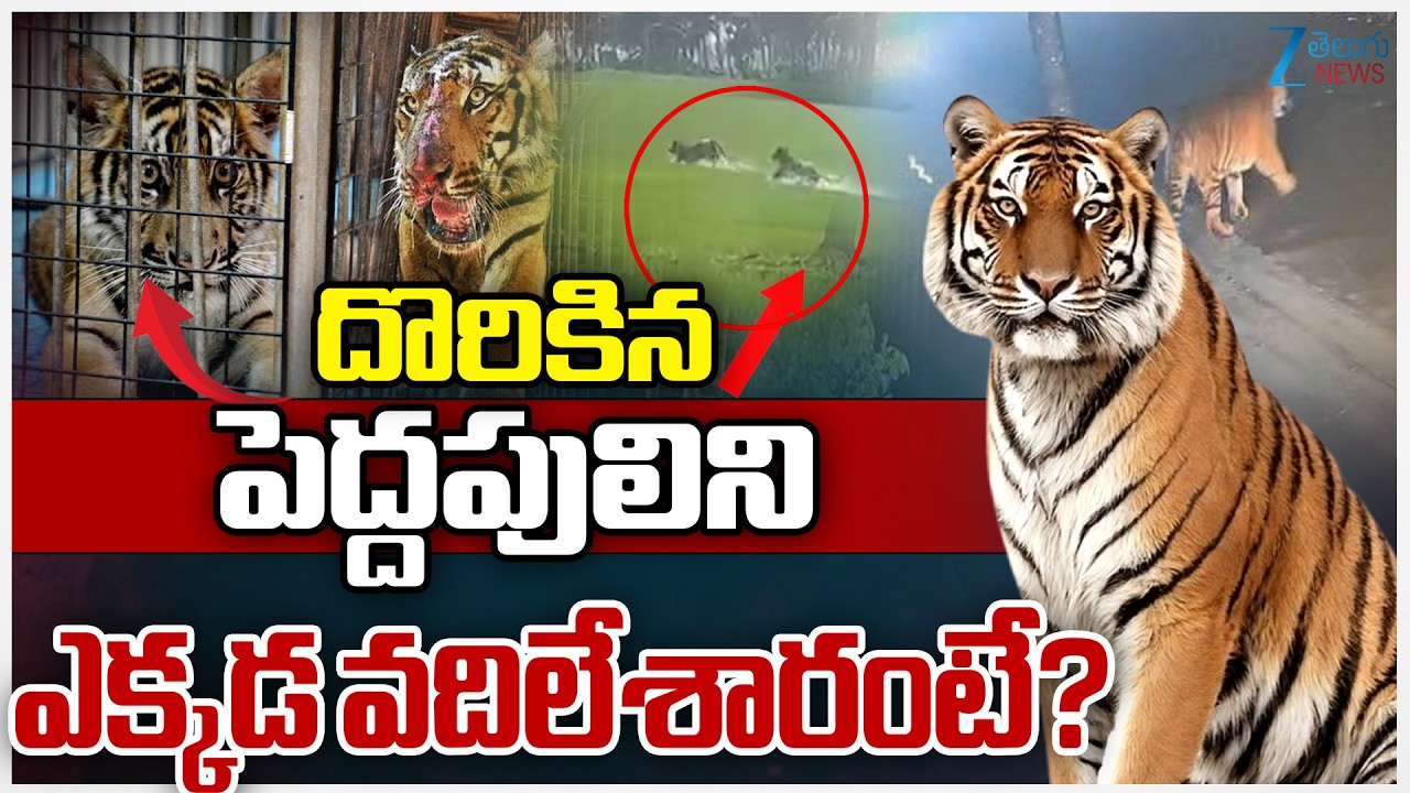 Operation Tiger Hunt Grand Success in Rajahmundry | దొరికిన పెద్దపులిని ఎక్కడ వదిలేశారంటే? ZEE