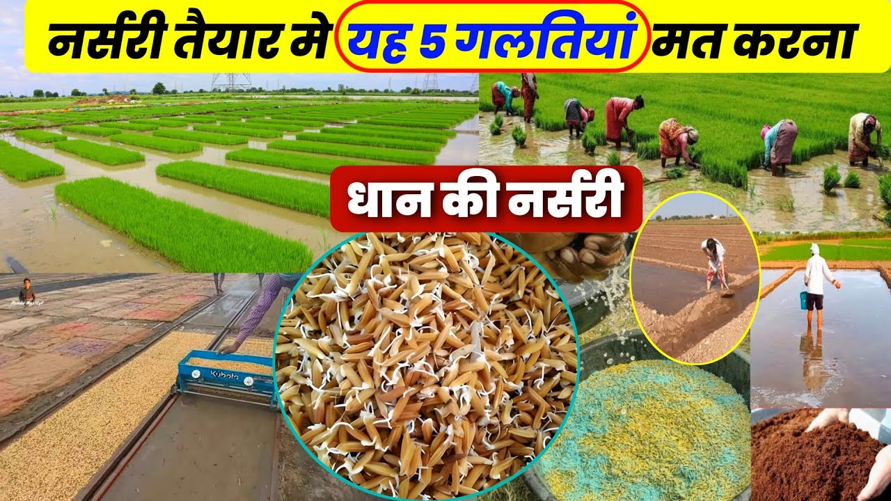 धान की नर्सरी तैयार करते समय 5 गलतियां | dhaan ki nursery kaise taiyar karen | Dhaan ki kheti 2024