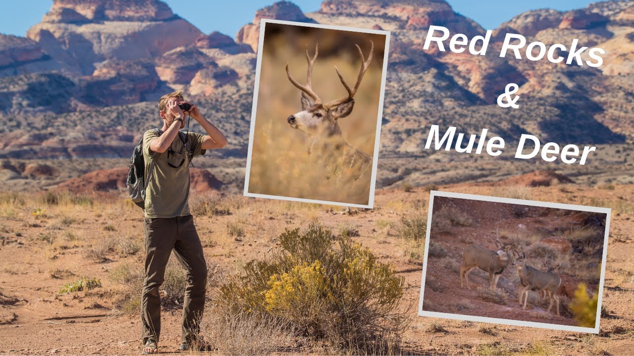 Mule Deer photography in red rocks and desert. Tracking wildlife and a surprise Owl encounter.