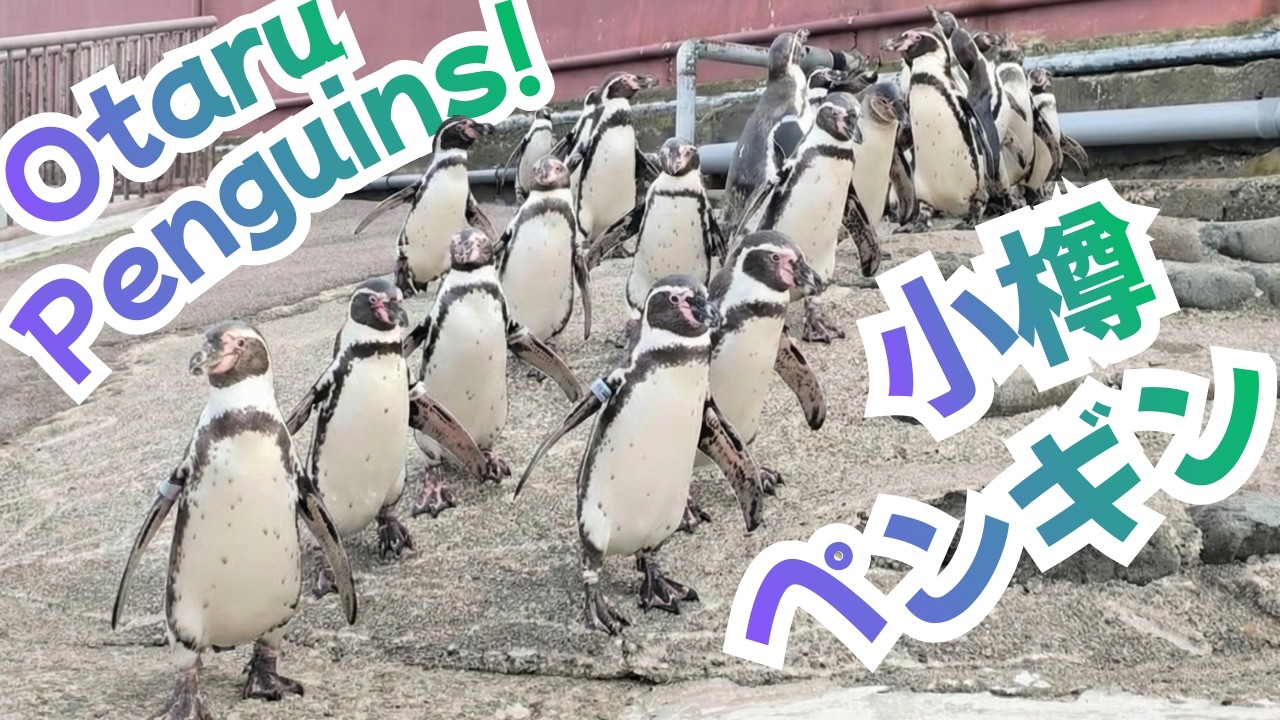 Humboldt Penguin Ocean Enrichment Waddle & Show [OC] 4K HDR Japan 🐧【おたる水族館】自由すぎるペンギンのお散歩