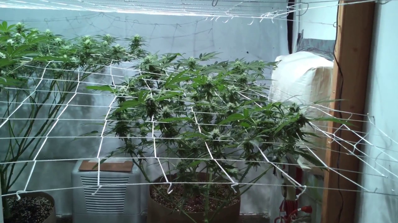 Indoor LST grow update. 315 cmh, lec Week4 Day25