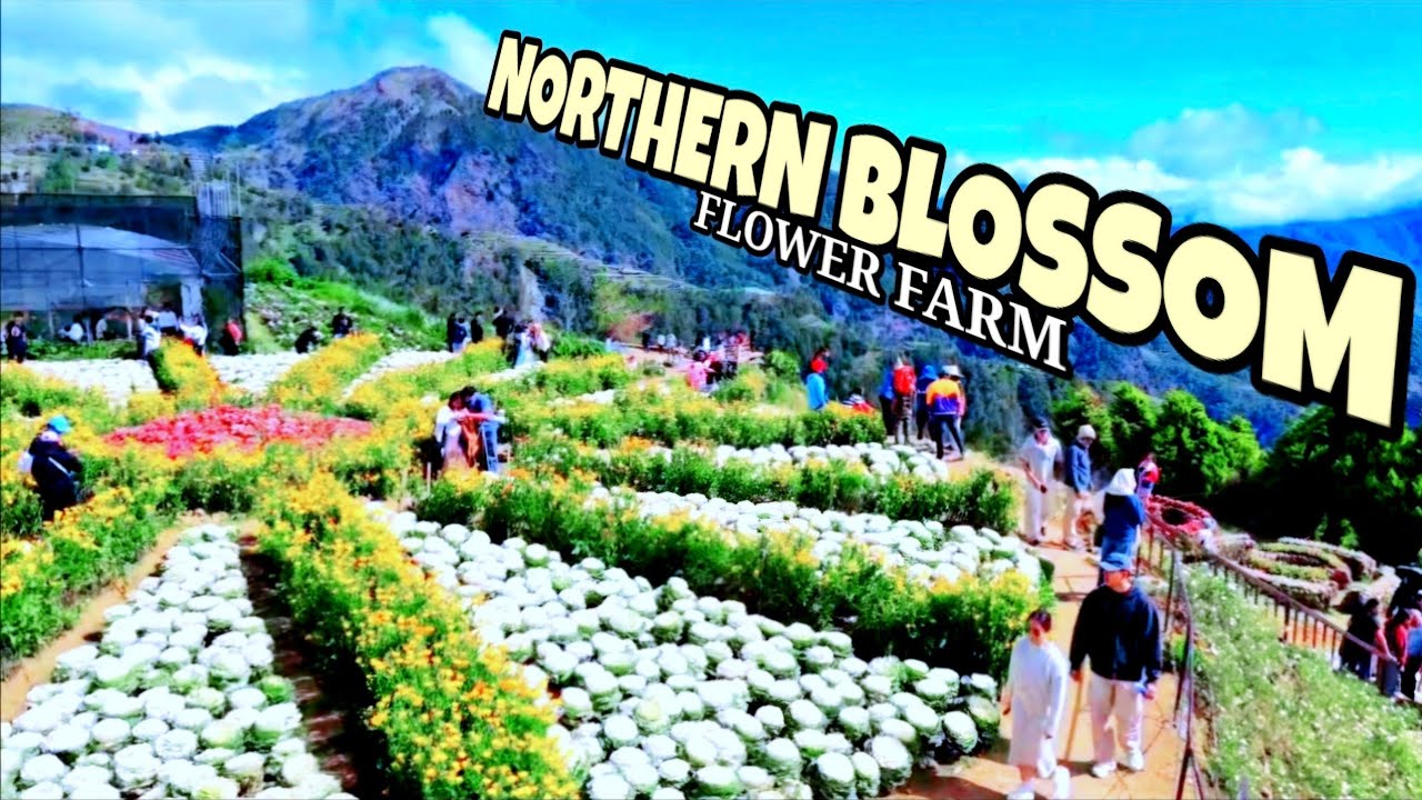 STUNNING MOUNTAIN of NOTHERN BLOSSOM FLOWER FARM