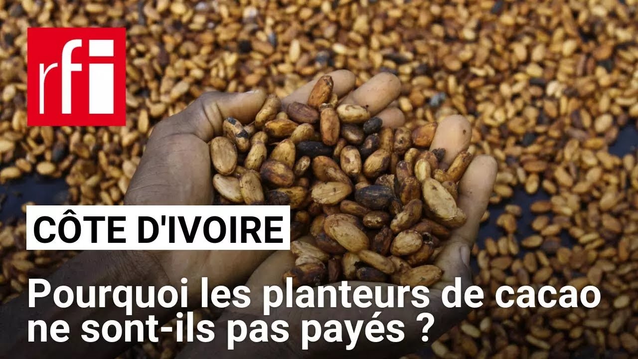 En Côte d’Ivoire, le désarroi des planteurs de cacao face aux impayés • RFI