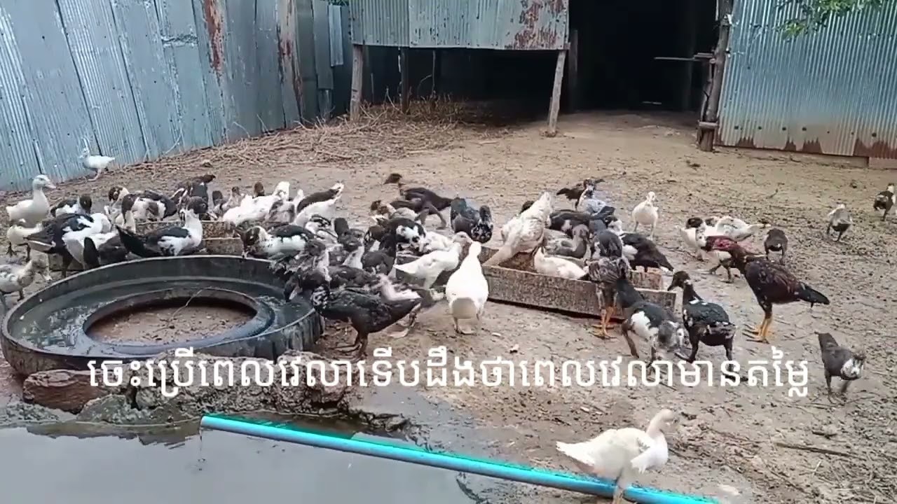 ការចិញ្ចឹមទាកាប៉ា ពូជឃីង លក្ខណៈគ្រួសារ ធំលឿន ប្រើចំណីធម្មជាតិ # ការចិញ្ចឹមសត្វ