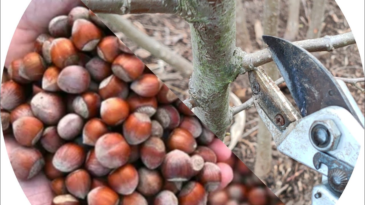 🌟Tek Kök 🎊Yomra  Fındık🐿️ Yetiştiriciliği 🚜ve budama✂️ teknikleri...🧭