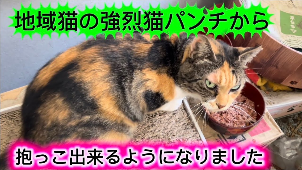 地域猫に強烈猫パンチされてから抱っこまで