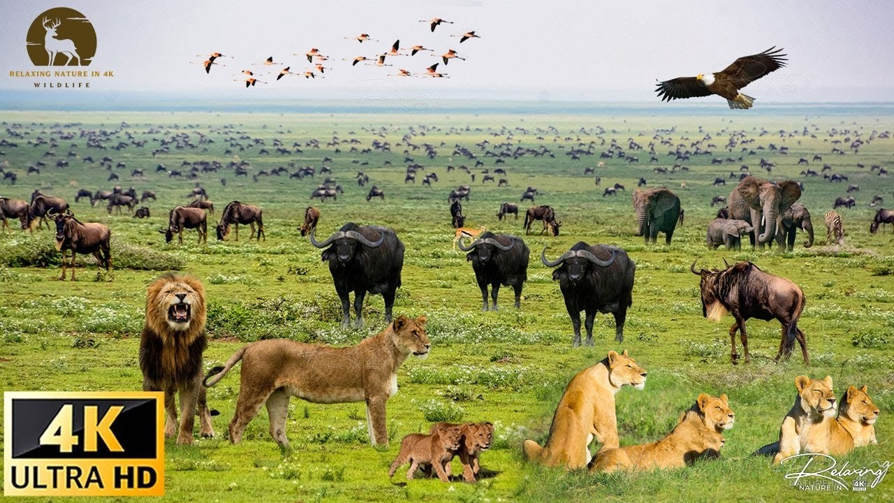 4K African Wildlife The Life of Lions, Elephants and Leopards  Legends of the African Savanna