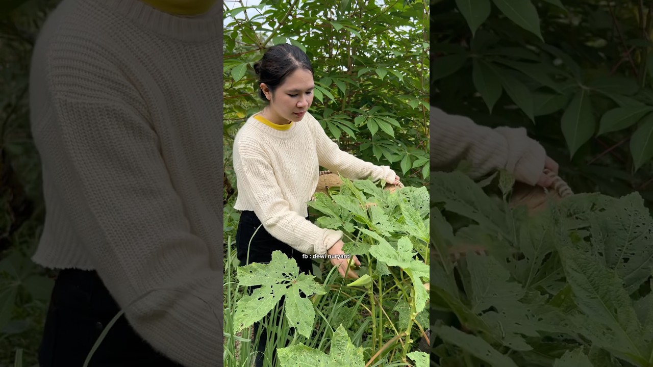 masak sederhana dari hasil petik sayur di kebun