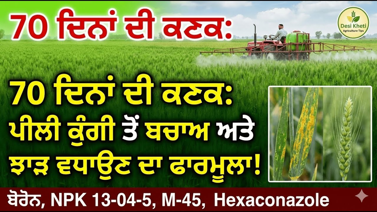 ਕਣਕ ਦਾ ਝਾੜ ਵਧਾਉਣ ਦਾ ਫਾਰਮੂਲਾ: 13-0-45, Boron ਤੇ M-45 ਕਦੋਂ ਵਰਤੀਏ? | Wheat Farming
