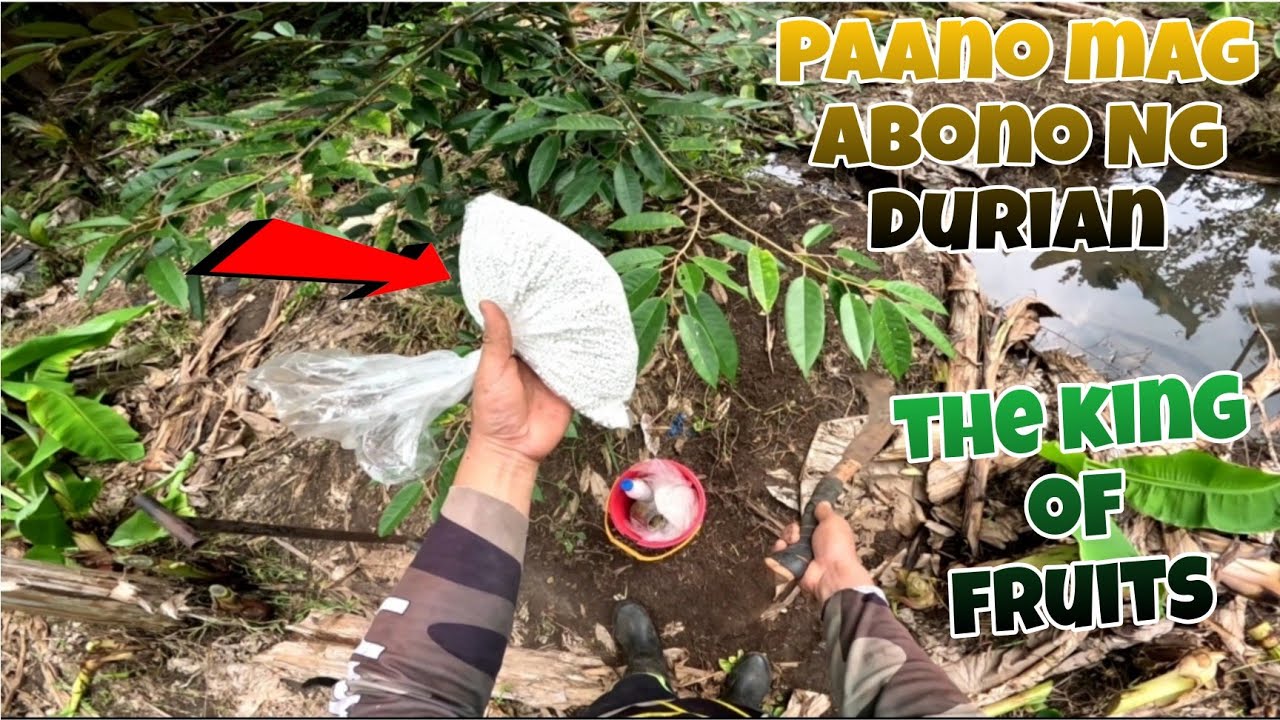 PAANO MAG-ABONO NG DURIAN. THE KING OF FRUITS.