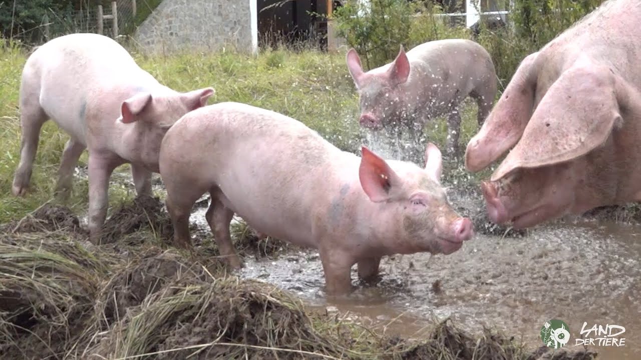 Sauschön: Gerettete Zuchtsau Hanna und ihre Ferkel und die neue Suhle
