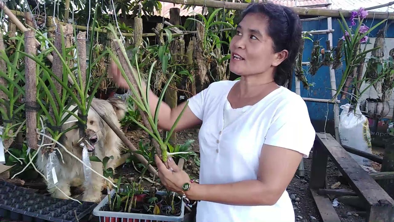 How to  Cut and Plant Vanda Orchids | Tips: Upang mabilis na dumami ang mga Orchids