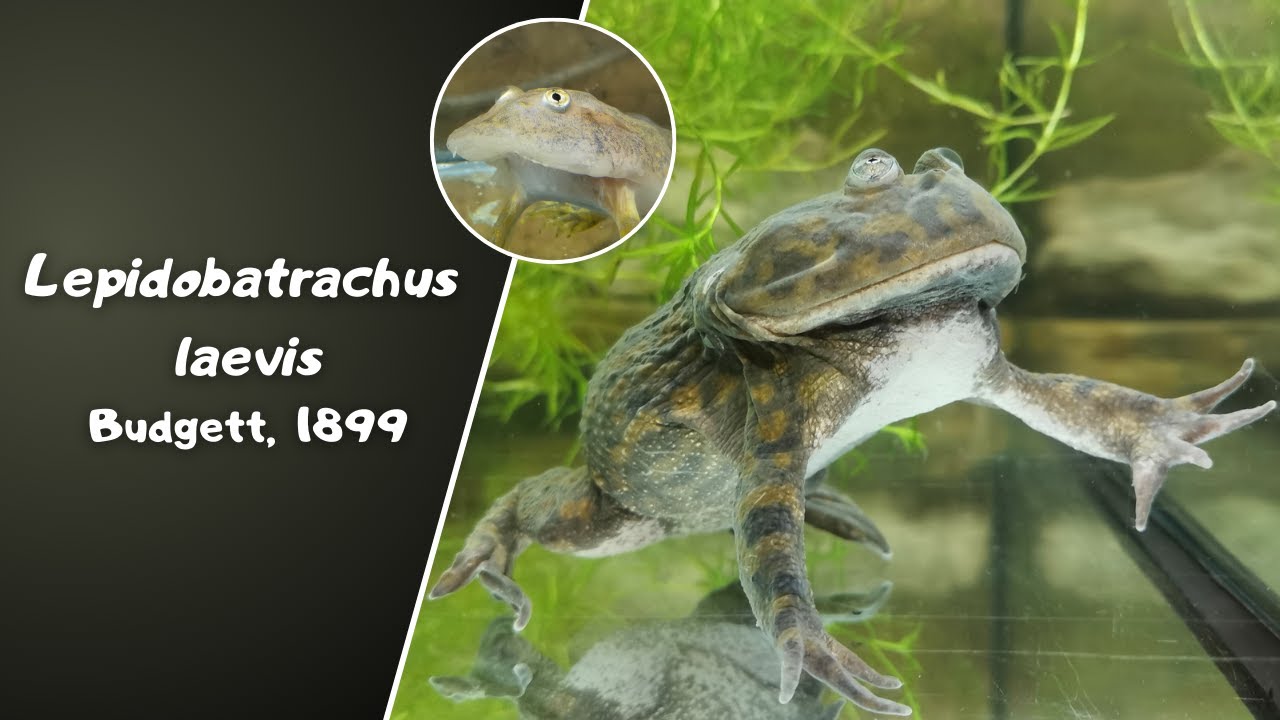 Allevamento Lepidobatrachus laevis (Budgett's frog)