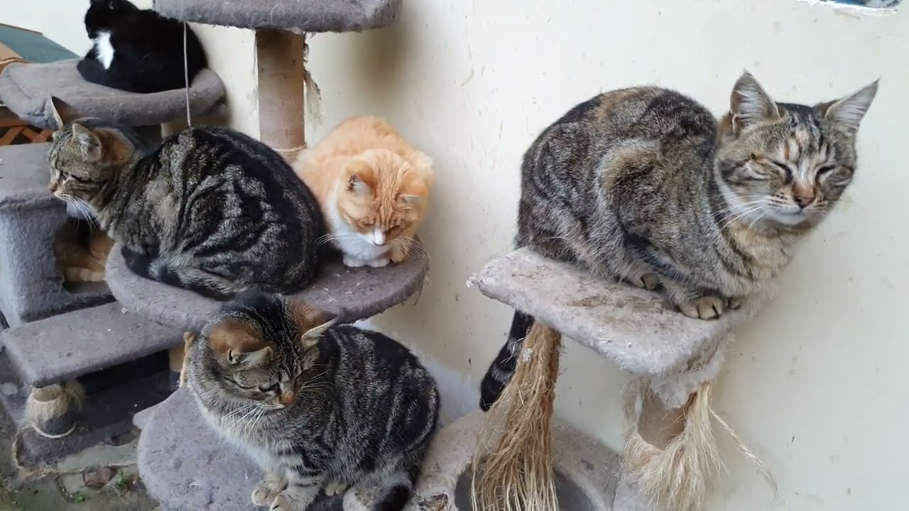 Kittens together outside 🐱🌿