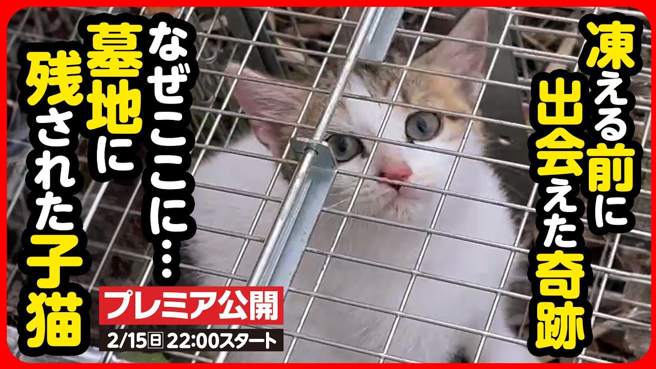 【子猫 保護】真冬の古びた墓地…突然捨てられた子猫を保護しました