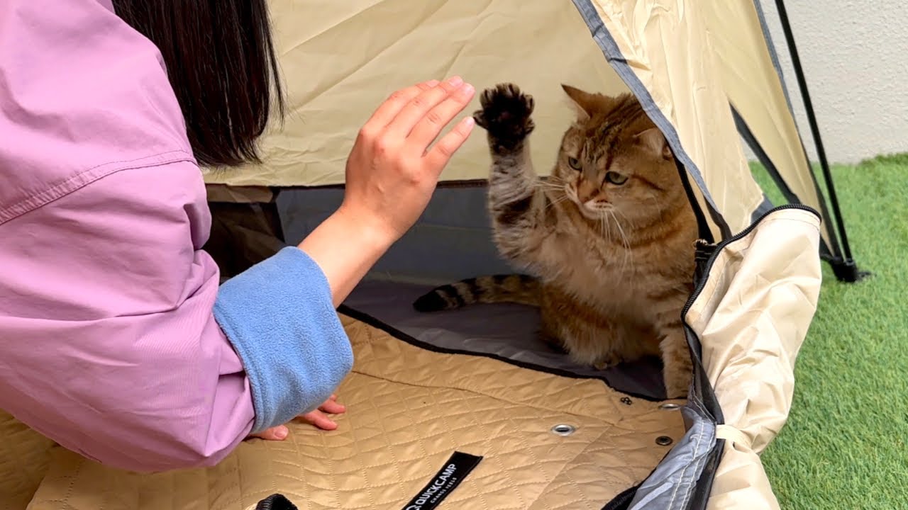【猫キャン】キャンプ中に猫と妹が喧嘩しちゃいました…。