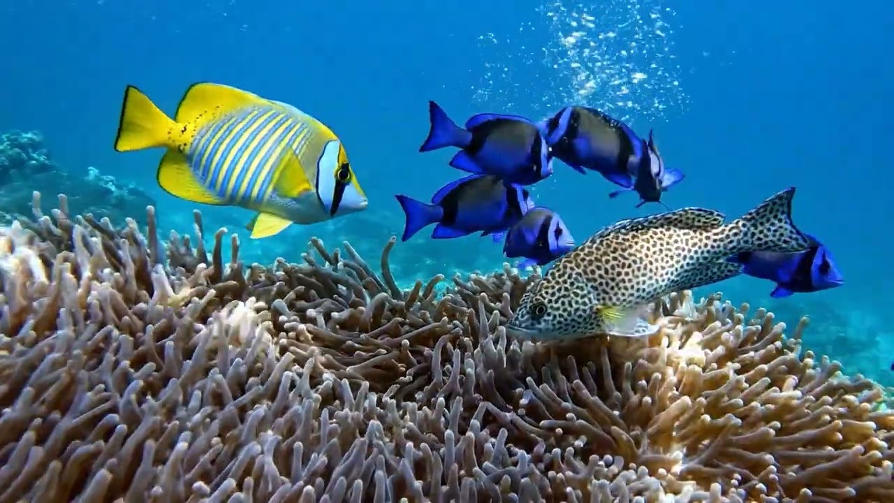 Ocean Depths Ambient Music 🌊 Sleep, Relax, Focus & Meditation