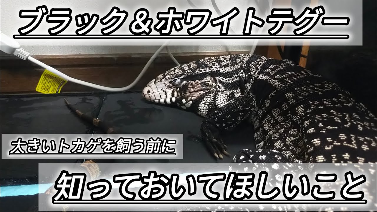 ブラック＆ホワイトテグーを飼う前に知っておいてほしいこと。