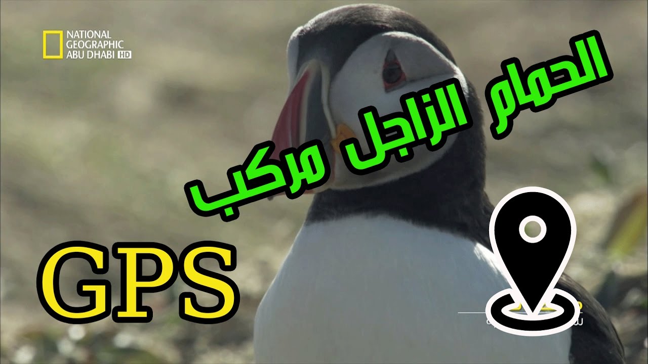سر الحمام الزاجل | كيف يستطيع الحمام الزاجل معرفة المنزل وتوصيل الرسالة | البريد الطائر