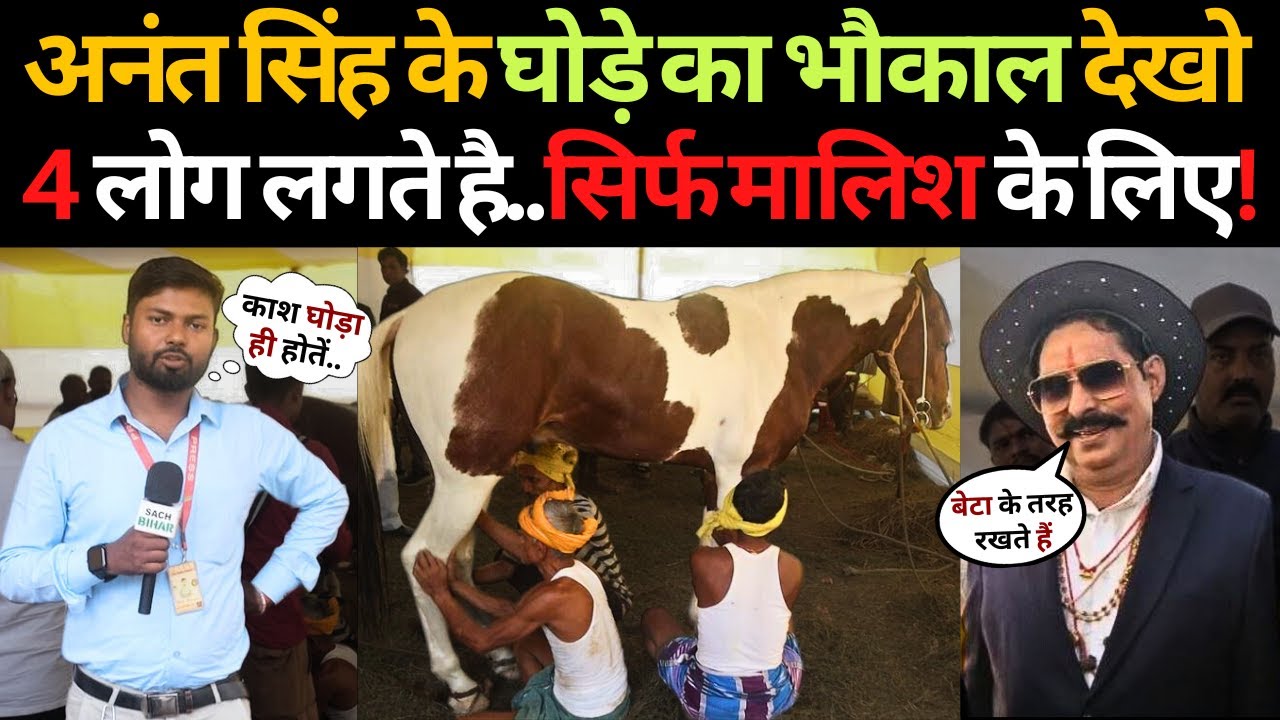 Sonpur Mela 2024| अनंत सिंह के घोड़े का ग़ज़ब भौकाल 4 लोग है सिर्फ मालिश के लिए! Anant Singh Ka Ghoda