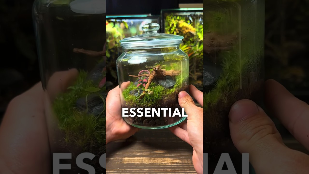 3 ESSENTIAL Terrarium Tips For Beginners!