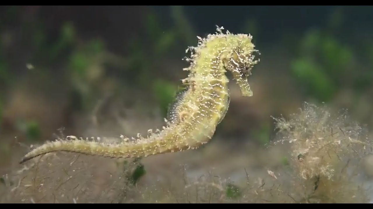 El Mar Menor es uno de los ecosistemas más monitorizados y vigilados del mundo