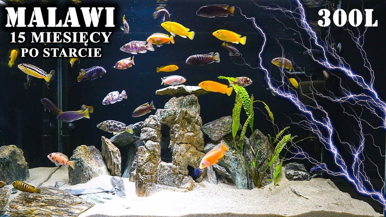 Spięcie w MALAWI ⚡ AKWARIUM 15-ście miesięcy po starcie