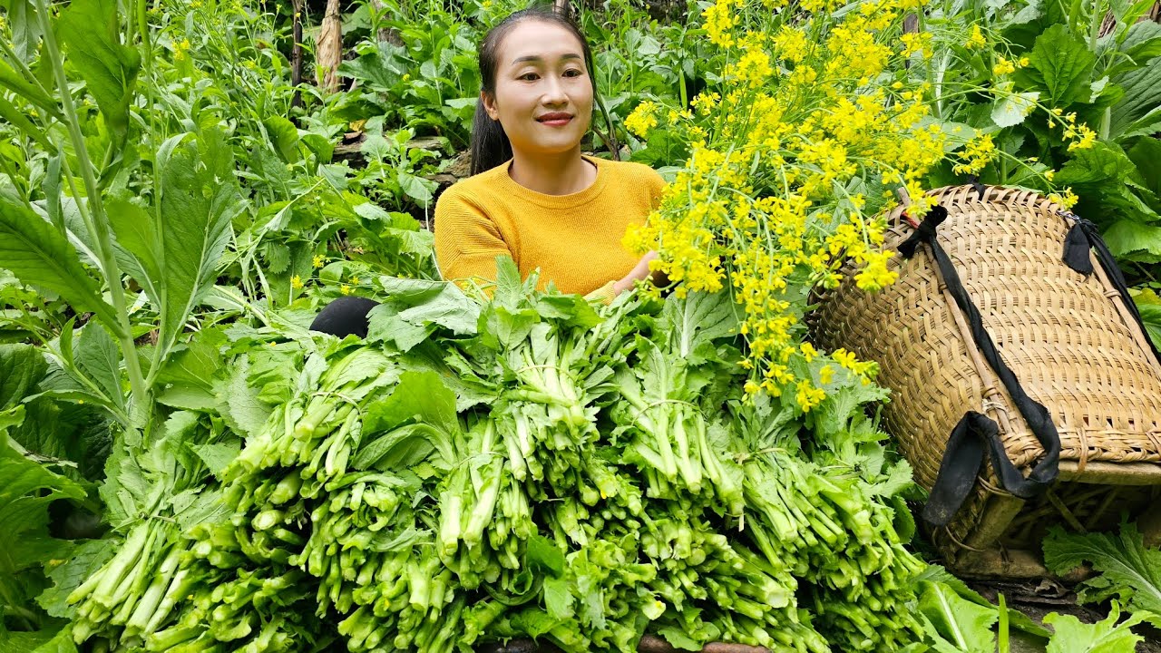 Harvest green vegetable garden goes to the market sell - Grow vegetable | Ly Thi Tam
