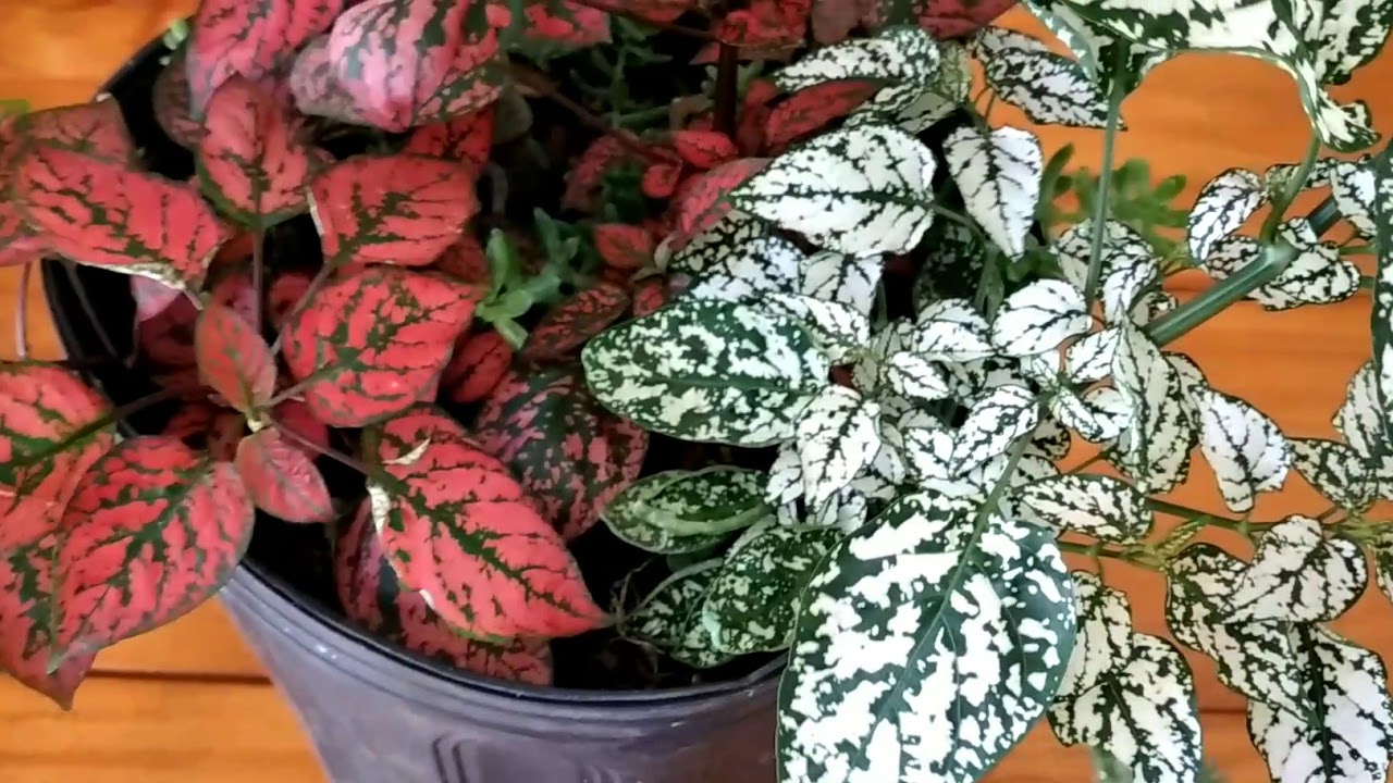 Hypoeste,( planta confete). saiba quando fazer uma poda radical.