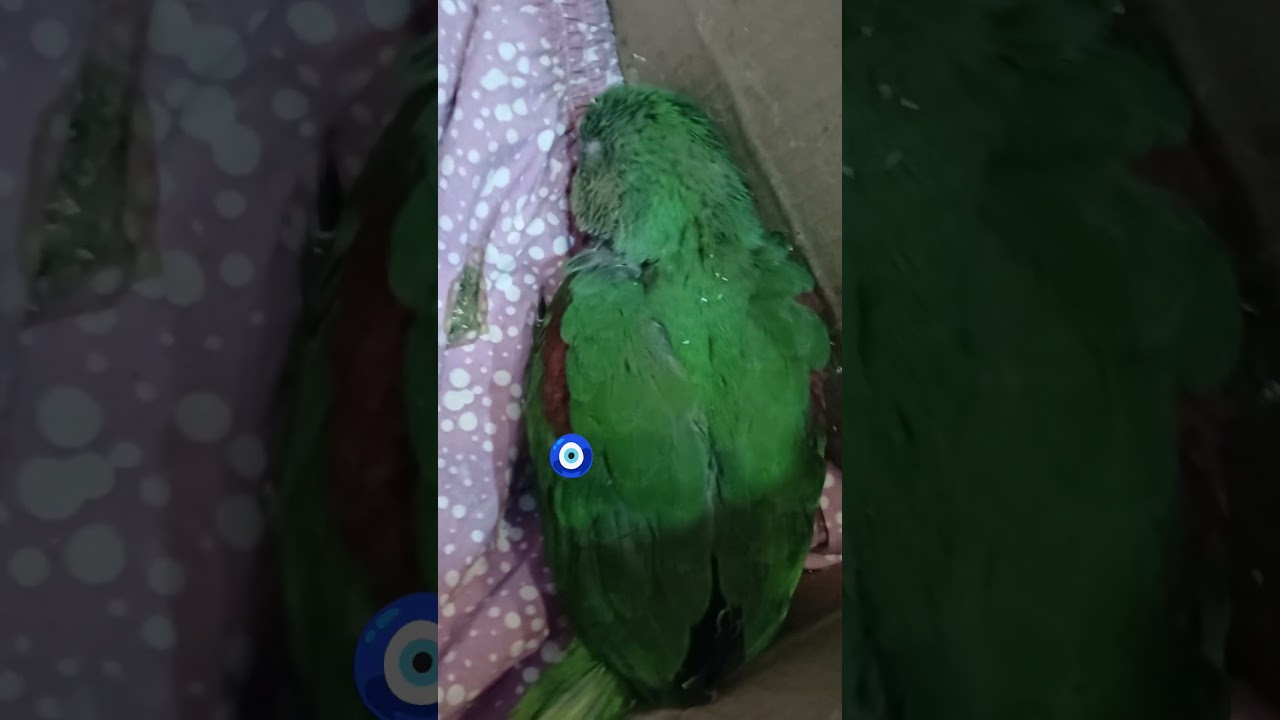 2 months baby parrot self feeding 😋 🦜