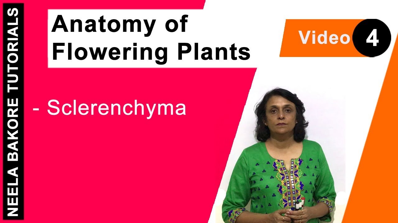 Anatomy of Flowering Plants | NEET | Sclerenchyma | Neela Bakore Tutorials