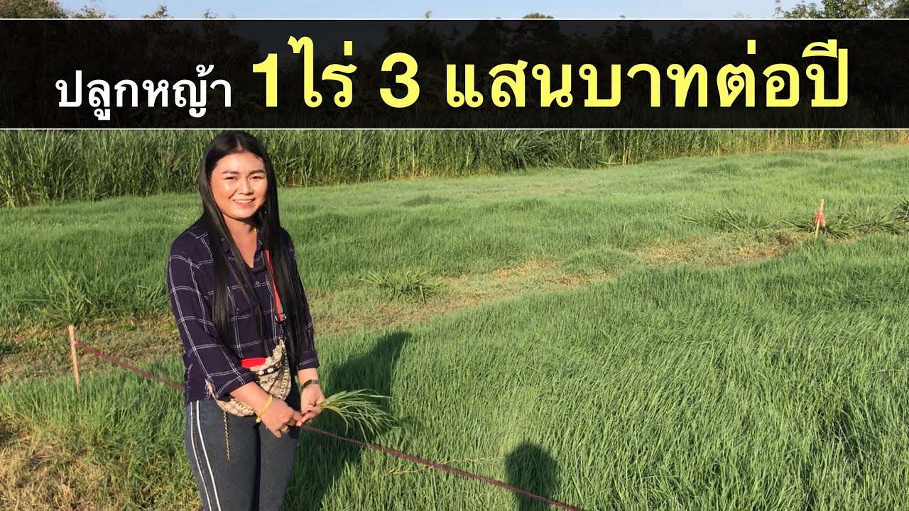 Ep.120 ปลูกหญ้าแพงโกล่า 1 ไร่ ได้ 3 แสนบาทต่อปี