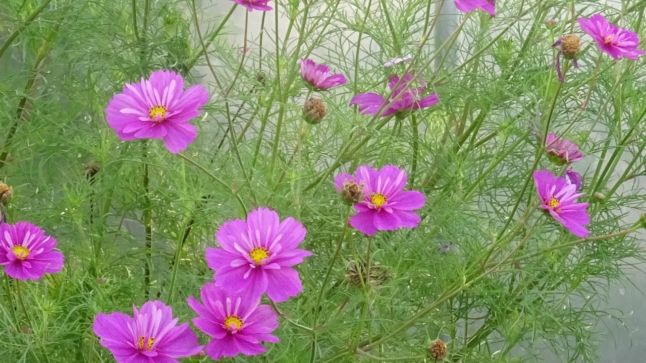 le 14/03/2024 : comment je sème les fleurs ?