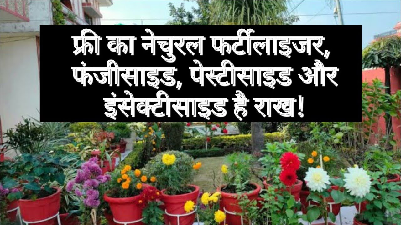 फ्री का नेचुरल फर्टीलाइजर, फंजीसाइड, पेस्टीसाइड और इंसेक्टीसाइड/How to use  wood ash in garden.