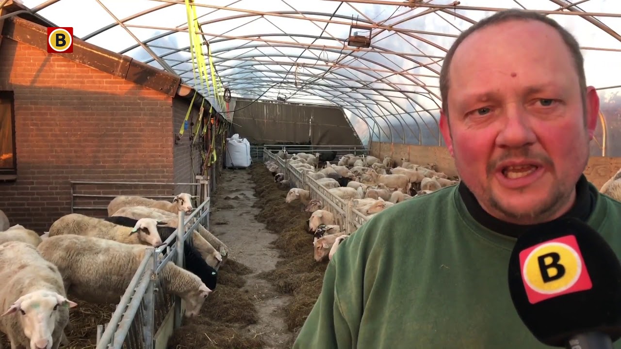 Als er één schaap over de dam is: vierling geboren in Rosmalen