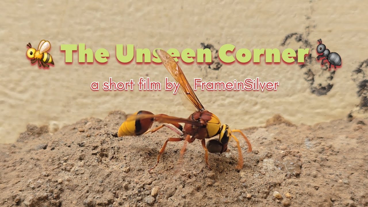 🐝 The Unseen Corner 🐜 - 🎥 A short film by FrameInSilver