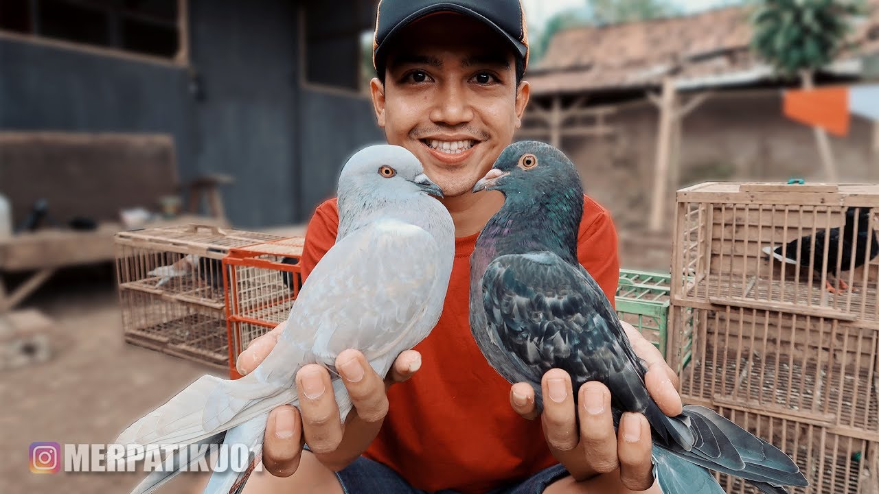 PANEN PIYIKAN MERPATI BARU