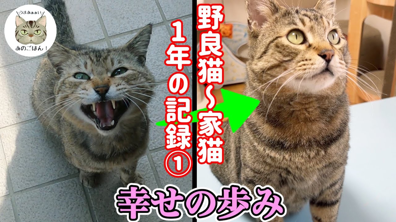 ケガをした野良猫チュンパ君を保護して1年のまとめ動画（前編）