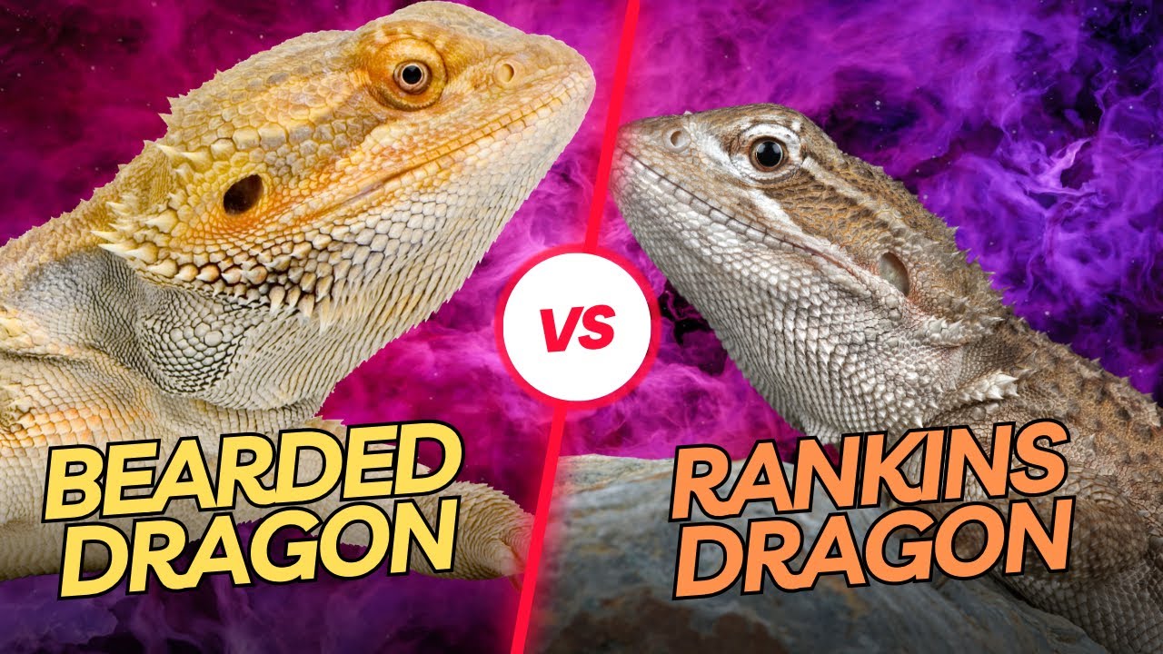 Rankins vs. Bearded     Dragons 2023