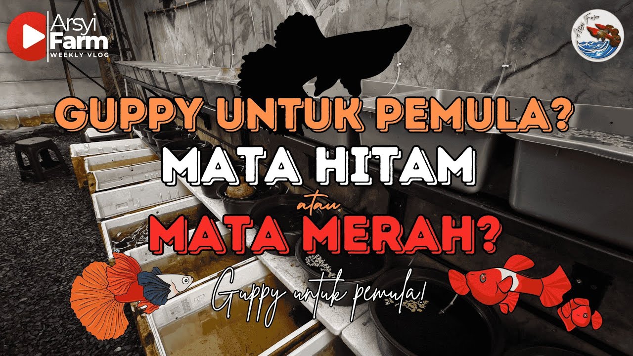 KUPAS TUNTAS GUPPY UNTUK PEMULA ‼️