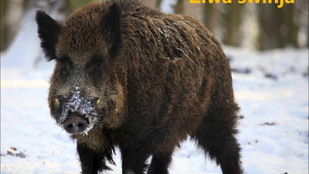 Lower Sorbian - Animals