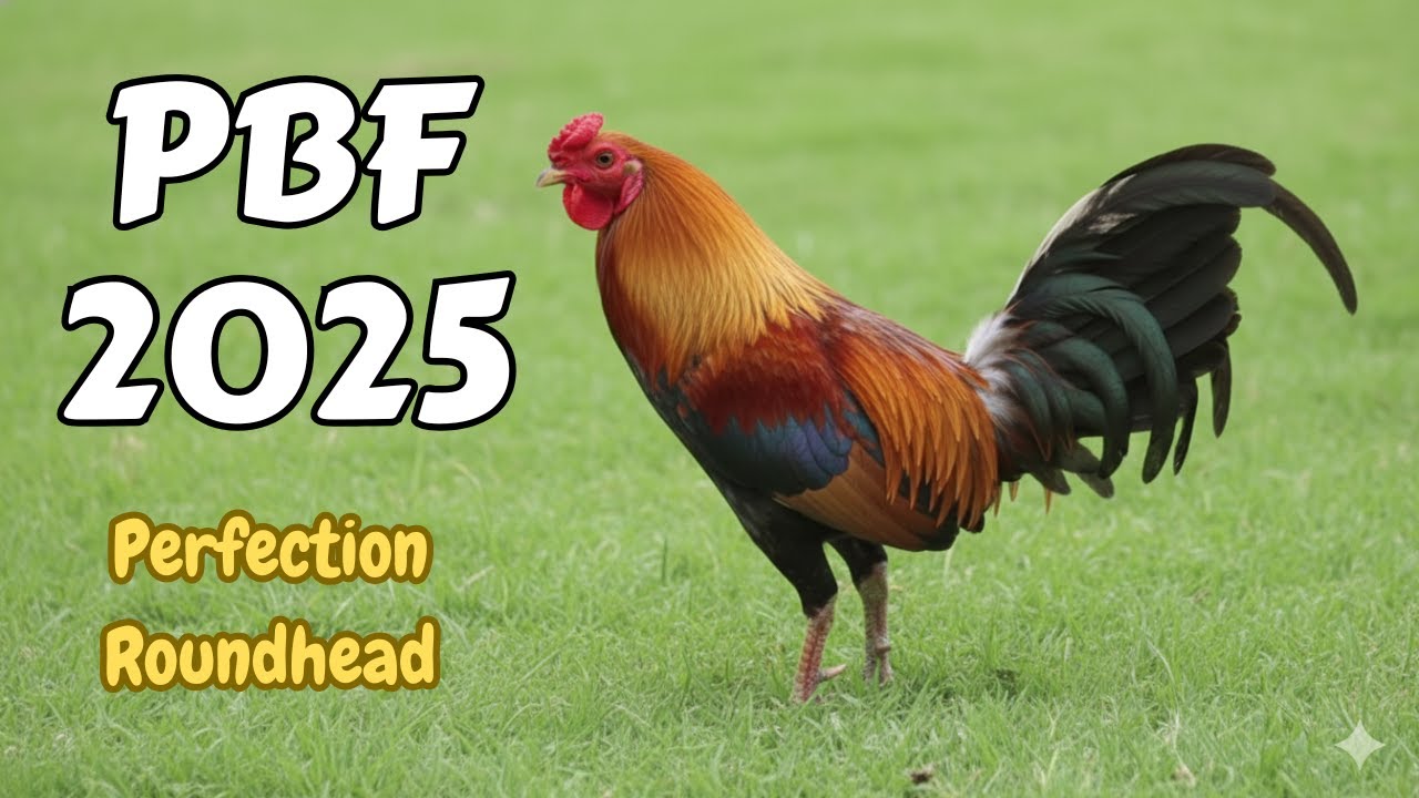PBF 2025 | Marvin Ayuste | EDR