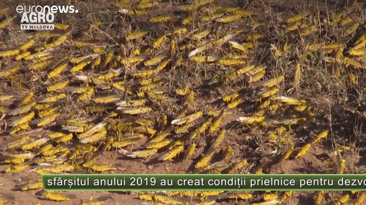 Invazie de lăcuste &icirc;n Somalia &ndash; AGRO TV News